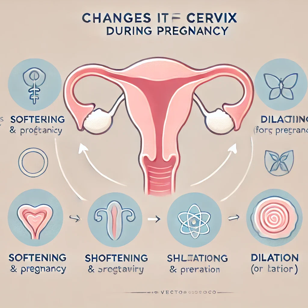 Izmenenie-shejki-matki-vo-vremya-beremennosti-1024x1024